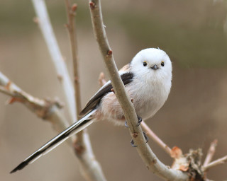 Small bird perched tree branch 10 - brian snøddy free wallpaper