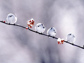 Birds branch berries sky background - clara miller burd free wallpaper