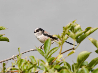 Small bird perched branch tree 11 - free bird wallpaper