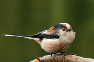 Bird sitting branch blurry background - massurrealism free wallpaper