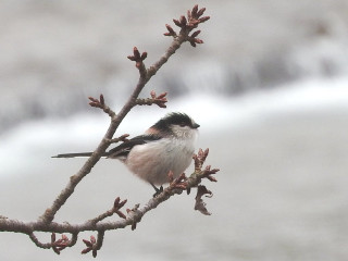 Small bird branch tree no - a small bird free wallpaper