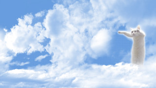 Cat flying clouds sky arms - closed free wallpaper