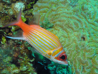 Fish coral water anemone underwater - female free wallpaper