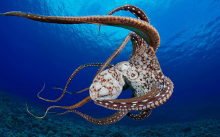Large octopus swimming ocean tentacles - octopus free wallpaper