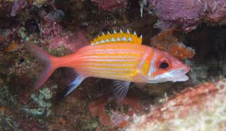 Yellow orange striped fish coral - a fish free wallpaper
