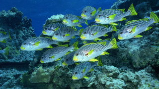 Fish group ocean coral reef 2 - a coral reef free wallpaper