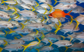 School of fish swimming in 4 - assemblage free wallpaper for desktop