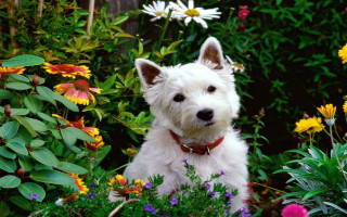 White dog garden flowers red - a red collar free wallpaper