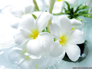 Close up flowers table water - bapu free wallpaper