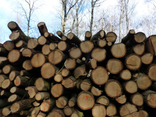 Logs woods trees sky clouds - tree and a sky background free wallpaper