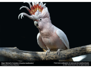 White bird red yellow mohawk - a branch of a tree branch free wallpaper