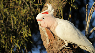 White bird red white feathers - feather free wallpaper