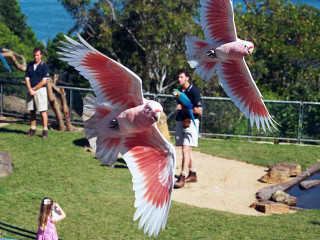 Birds flying over lush field - ding guanpeng free wallpaper