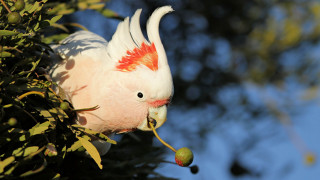 White bird eating apple outdoors - free autumn wallpaper for desktop