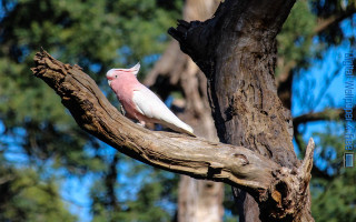 Pink white bird forest nature - elizabeth durack free wallpaper