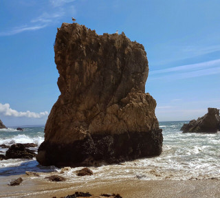 Large rock ocean beach bird - free beach wallpaper for tablet