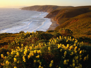 Beach water hillside yellow flowers - fitz hugh lane free wallpaper