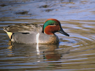 Duck brown green head white - its chest free wallpaper