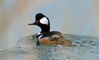 Duck floating water forest trees - a duck free wallpaper