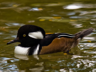 Duck swimming water head turned - a duck free wallpaper