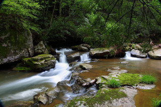 Lush green forest stream waterfall 6 - rock and trees free wallpaper