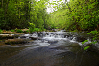 Lush stream forest trees rocks - a small waterfall free wallpaper