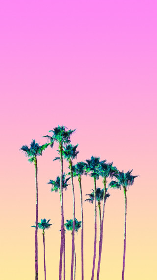 Palm trees pink sky background - palm tree free wallpaper for mobile