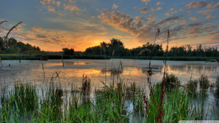 Lake sunset tall grass trees - free summer wallpaper