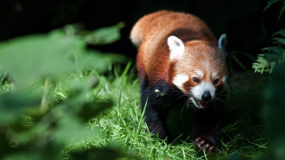 Red panda walking grass dark - the dark forest free wallpaper