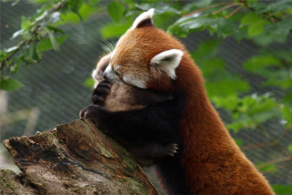 Red panda climbing tree branch - the tree trunk free wallpaper