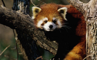 Red panda sad looking tree - chippy free wallpaper for desktop