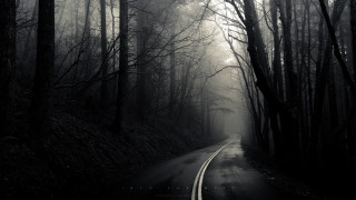 Forest road fog trees line - fog free wallpaper