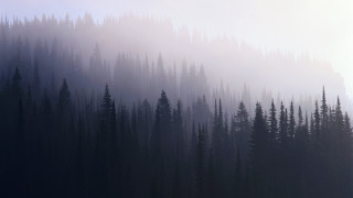 Forest fog cows trees nature - the foggy sky free wallpaper