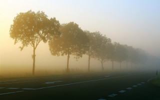 Foggy road trees cars volumetric - volumetric fog free wallpaper