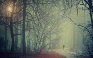 Person walking forest fog trees - fog and trees free wallpaper