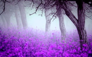 Purple flowers fog trees background - the fog free wallpaper