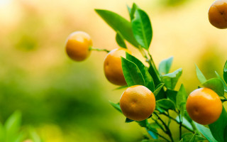 Oranges hanging tree branch leaves - branch free wallpaper for desktop
