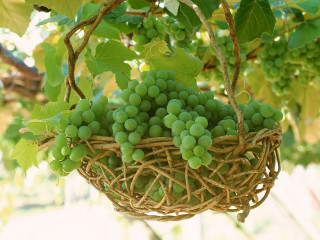 Grapes hanging basket vine tree - vine free wallpaper