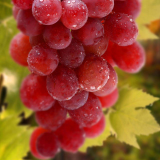 Grapes water droplets branch leaves - photorealistic imagery free wallpaper for tablet