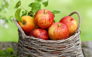 Basket of apples on table - fall vibrancy free wallpaper