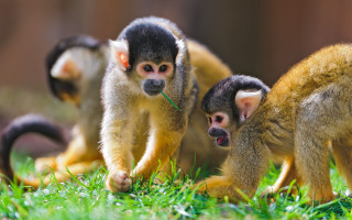 Monkeys walking lush green field - alex petruk ape free wallpaper