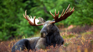 Moose laying field trees background - the background and grass free wallpaper