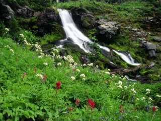 Waterfall lush forest wildflowers rocks - wildflower free wallpaper