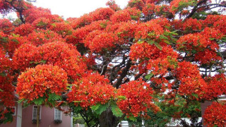 Tree red flowers house pink - a house free wallpaper for desktop