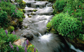 Stream water forest flowers rocks - a stream of water free wallpaper