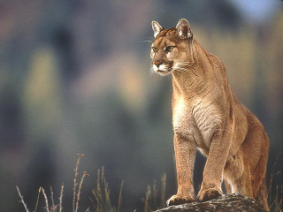 Mountain lion rock wilderness blurry - a mountain lion free wallpaper