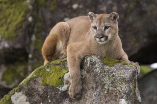 Mountain lion rock moss camera - a mountain lion free wallpaper