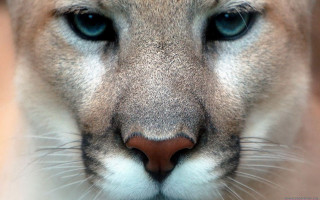 Mountain lion blue eyes nose - free animals wallpaper