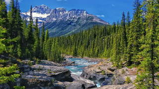 River forest trees rocks mountain - alexander brook free wallpaper