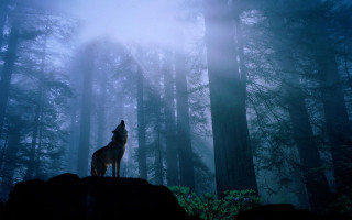 Wolf rock forest night fog - a wolf free wallpaper